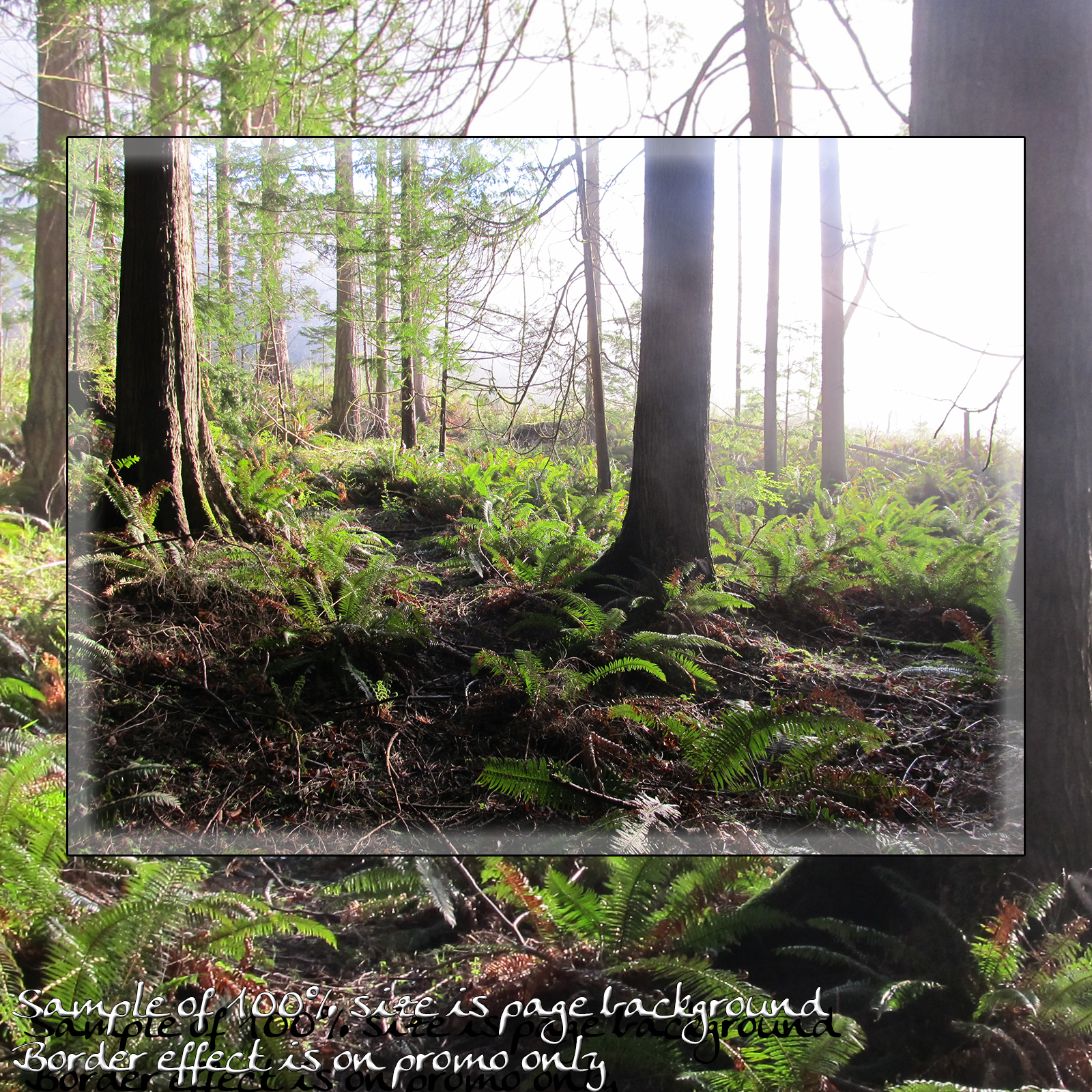 Forest Mist Backgrounds by N/A