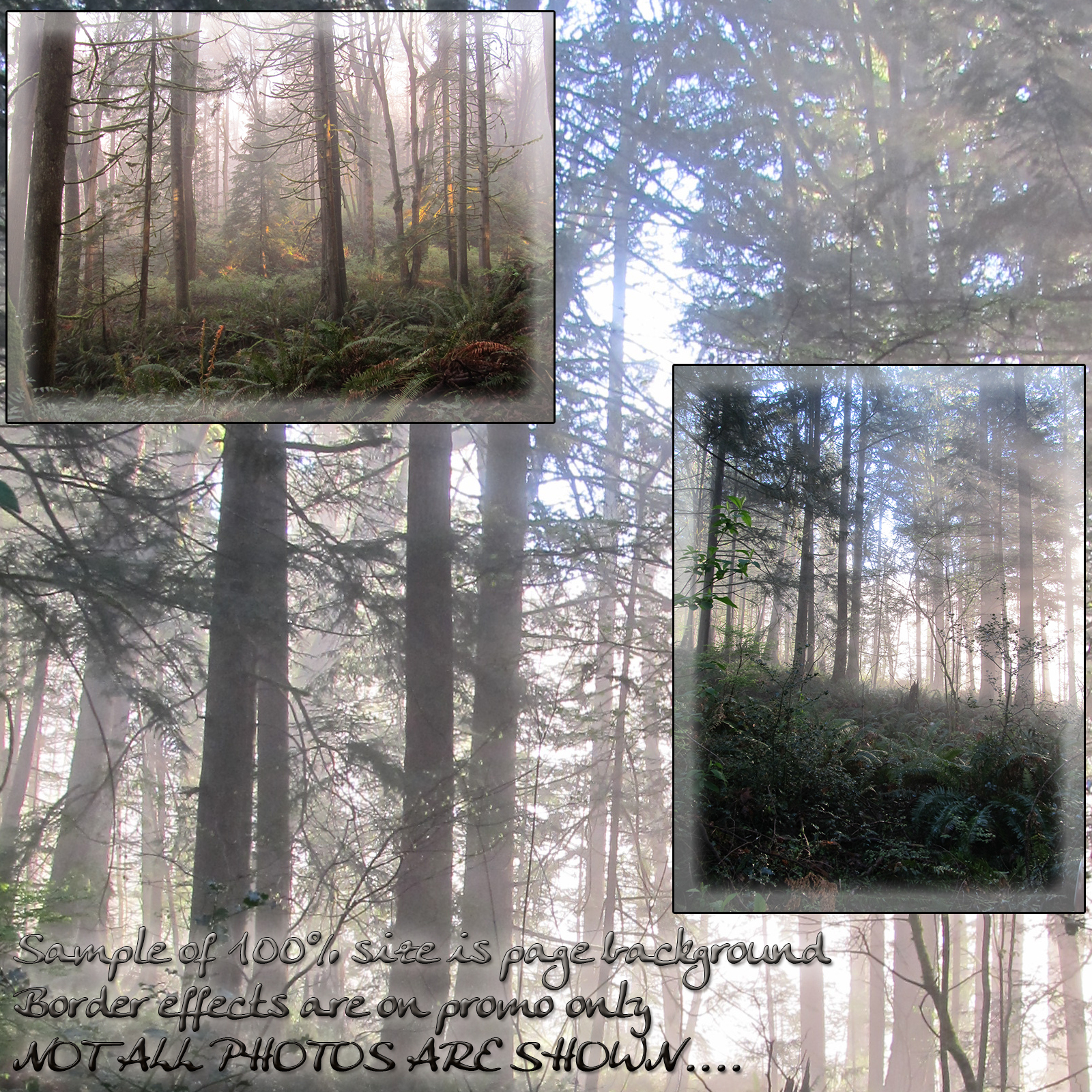 Forest Mist Backgrounds by N/A