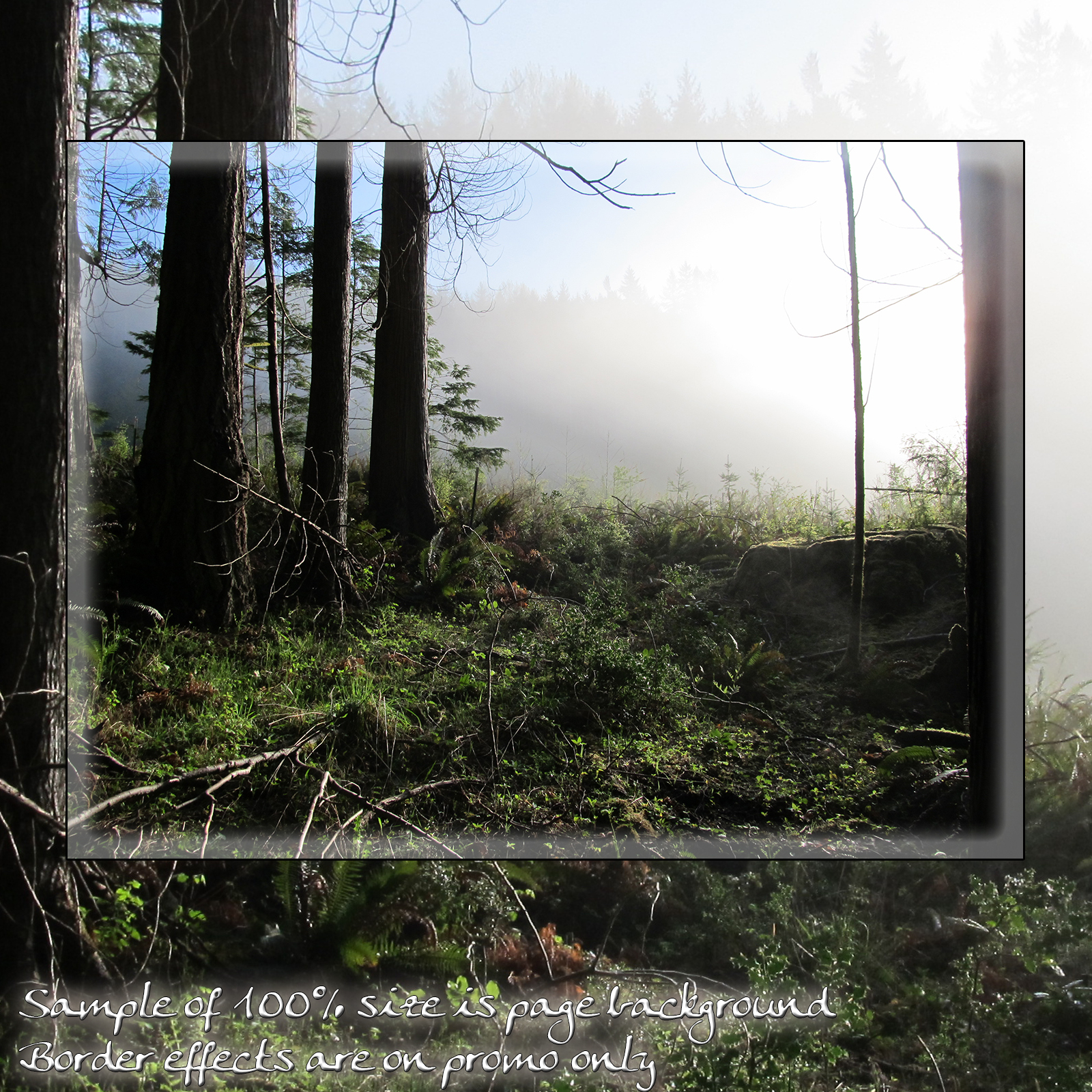 Forest Mist Backgrounds by N/A