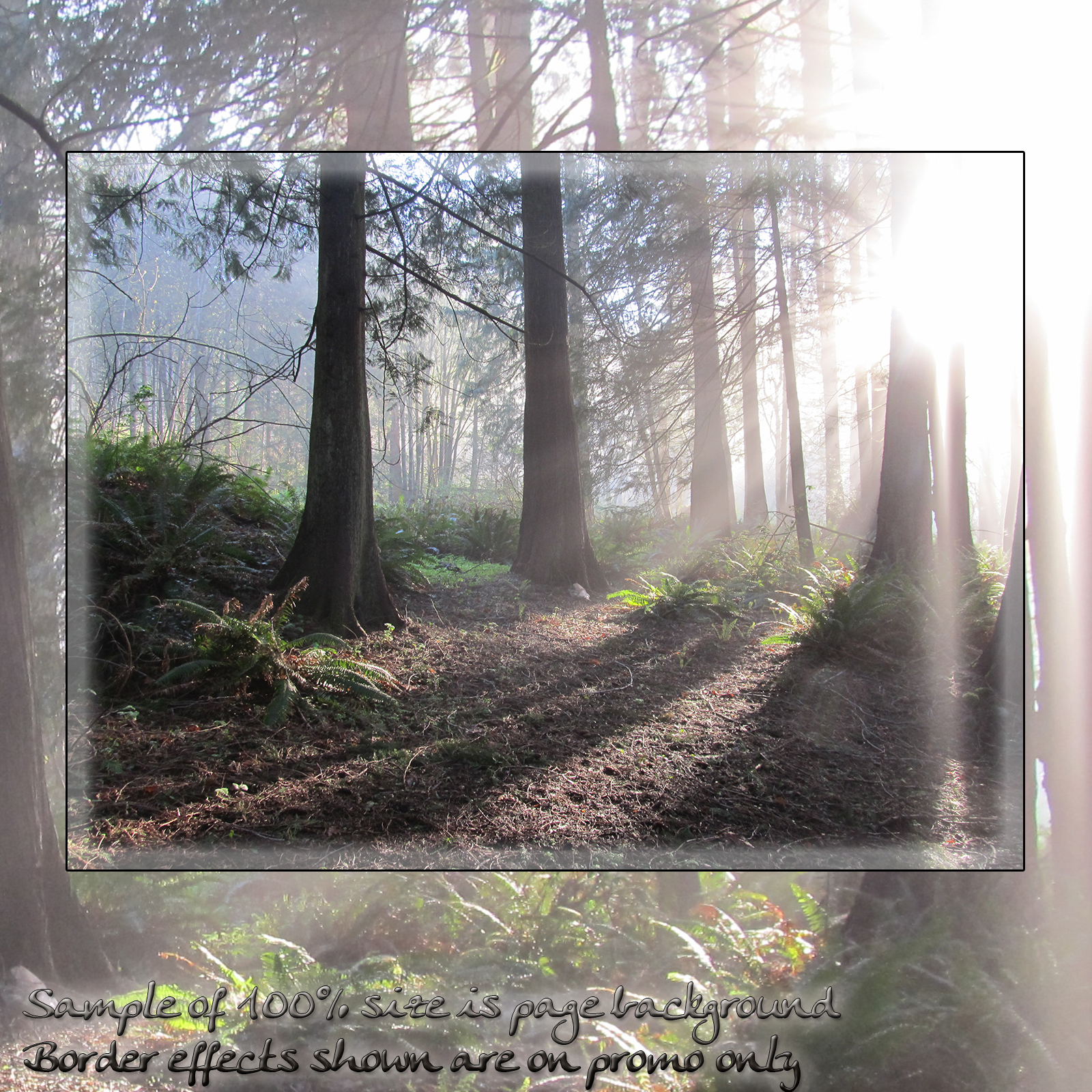 Forest Mist Backgrounds by N/A