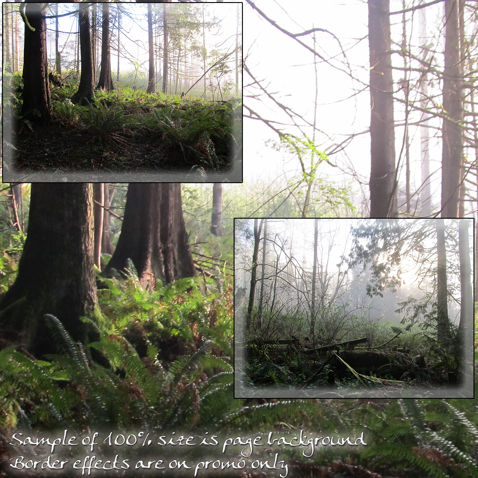 Forest Mist Backgrounds by N/A