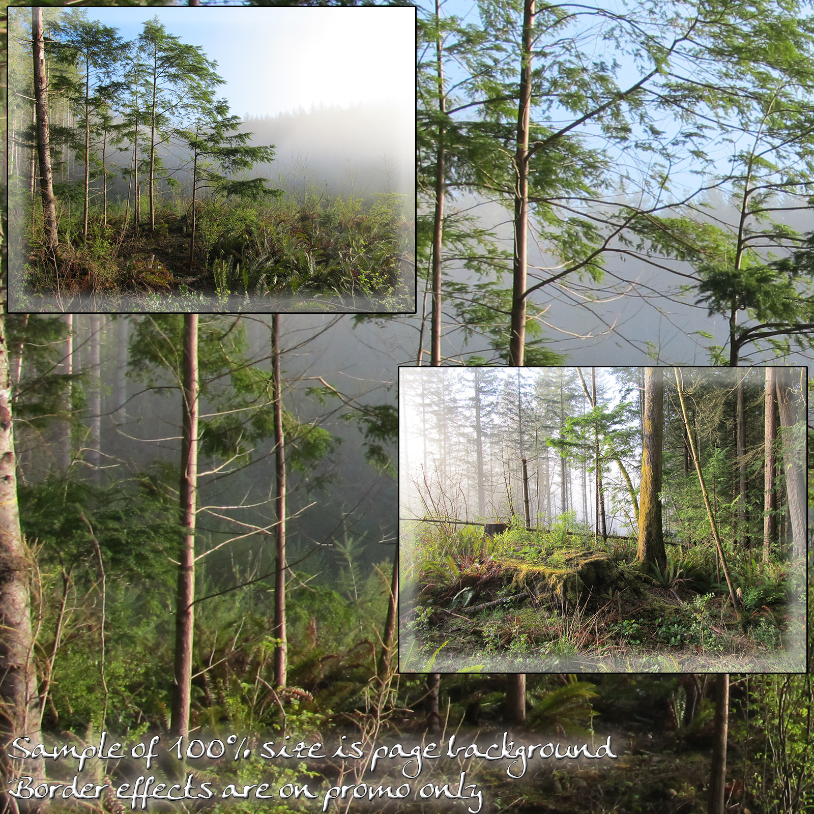 Forest Mist Backgrounds by N/A