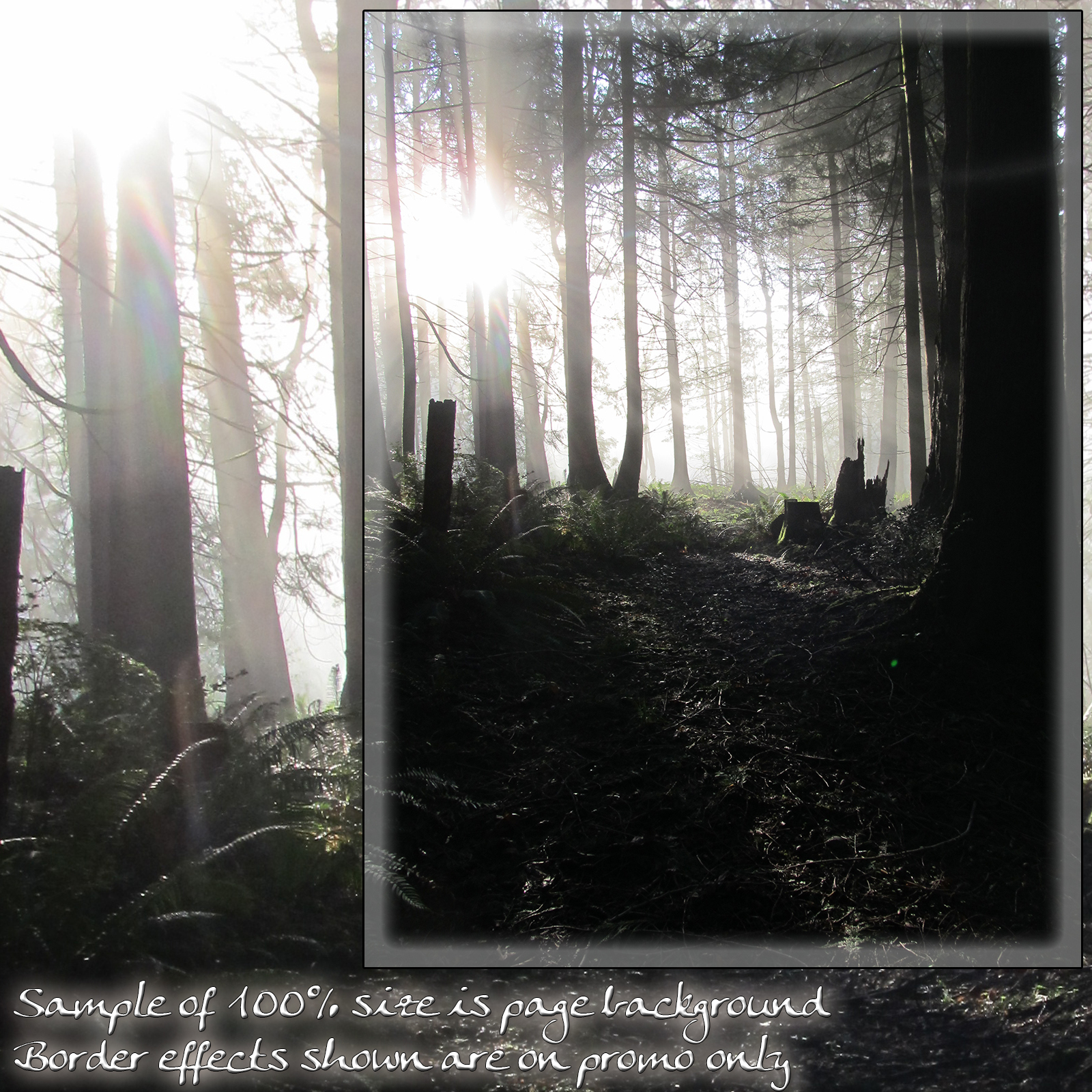 Forest Mist Backgrounds by N/A