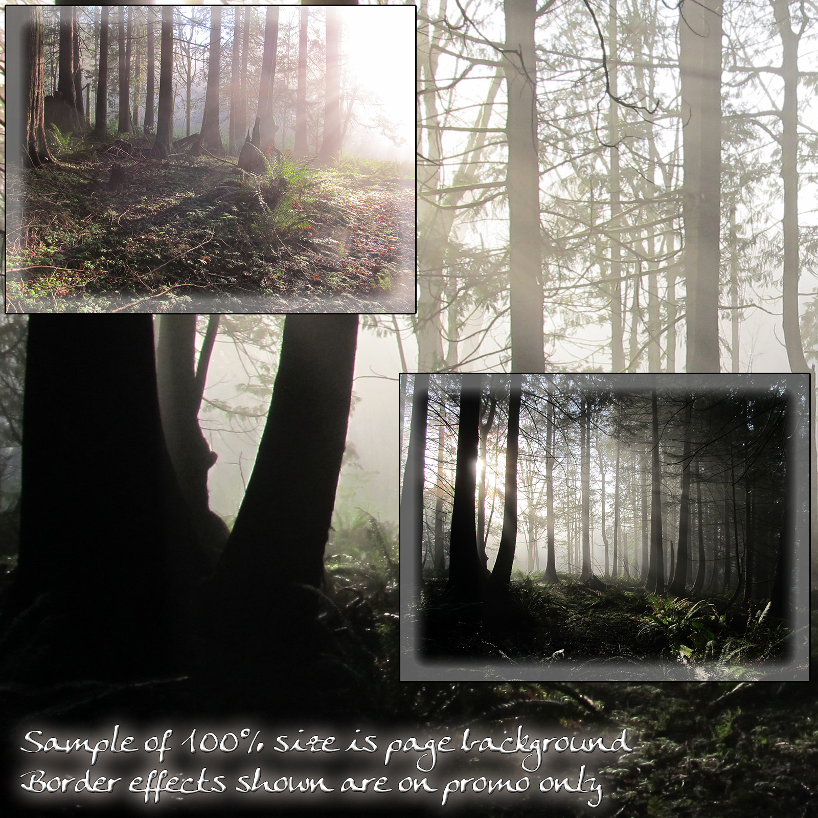 Forest Mist Backgrounds by N/A