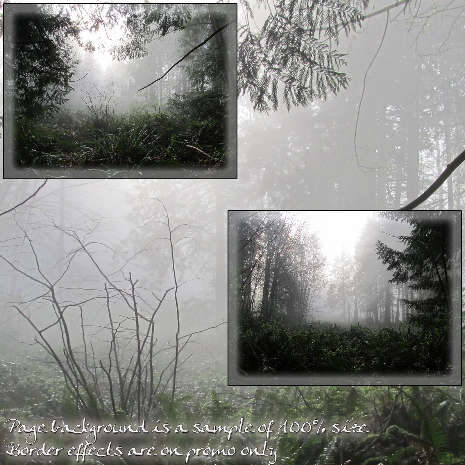 Forest Mist Backgrounds by N/A