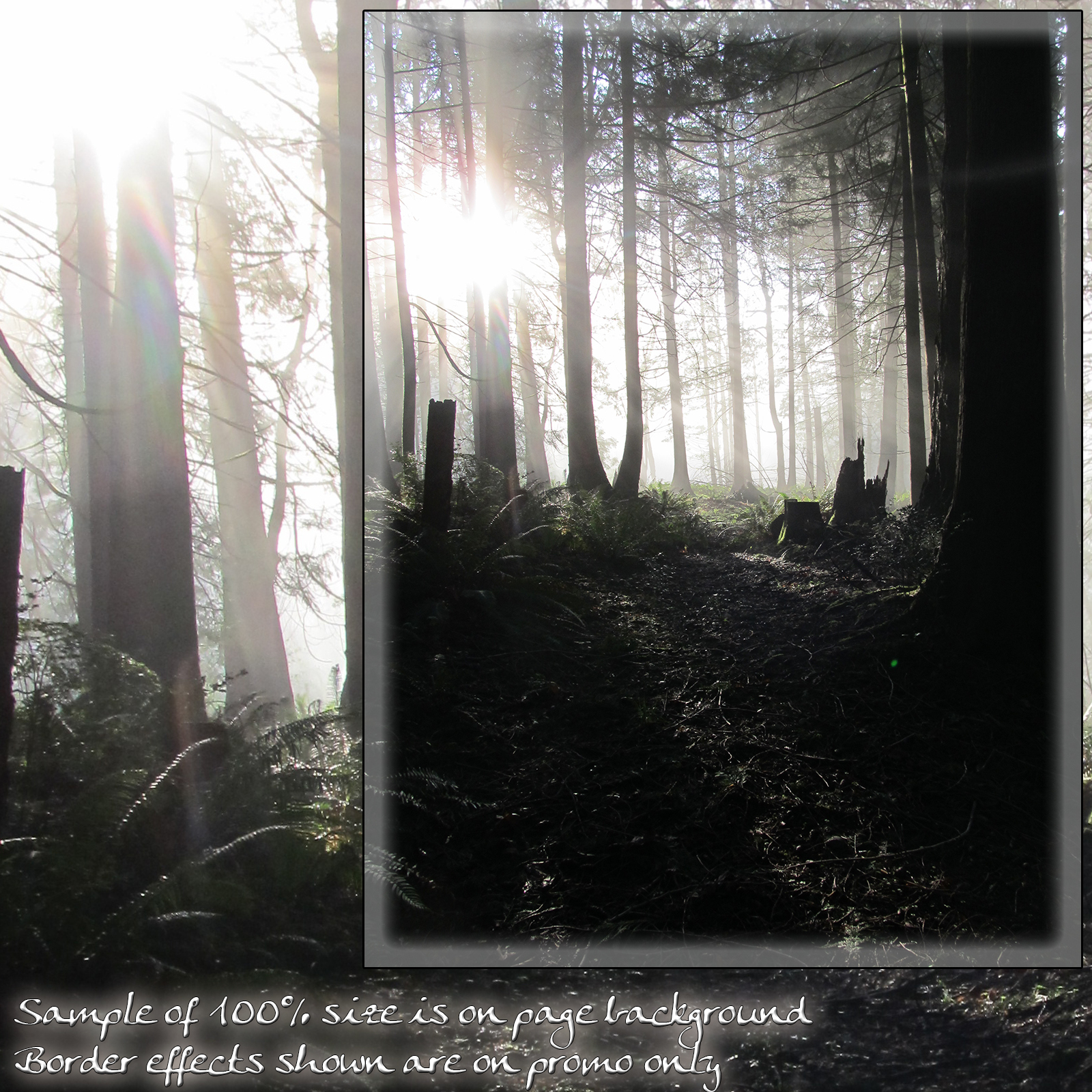 Forest Mist Backgrounds by N/A