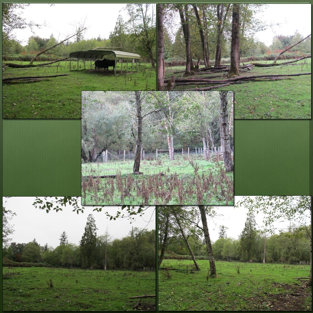 Cow Pasture Backgrounds by N/A