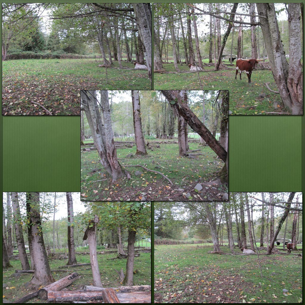 Cow Pasture Backgrounds by N/A
