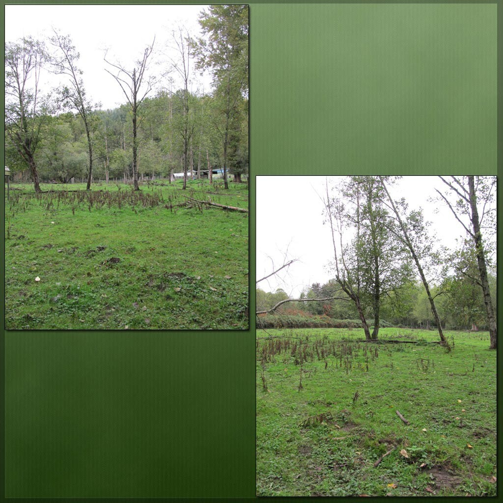 Cow Pasture Backgrounds by N/A