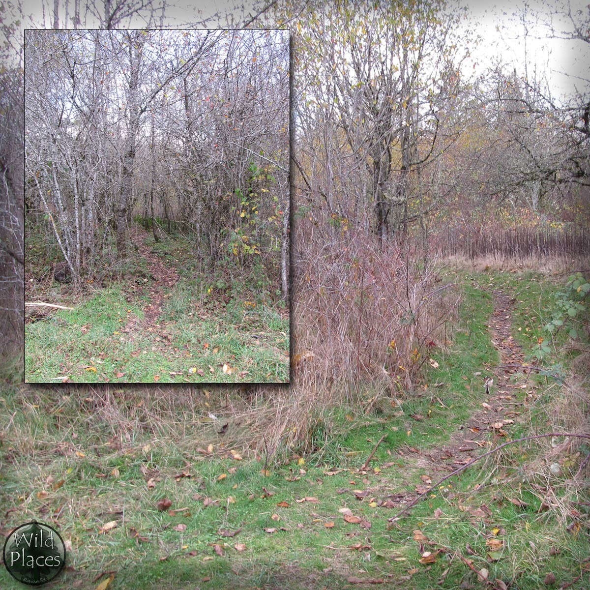 Wild Trail Backgrounds by N/A
