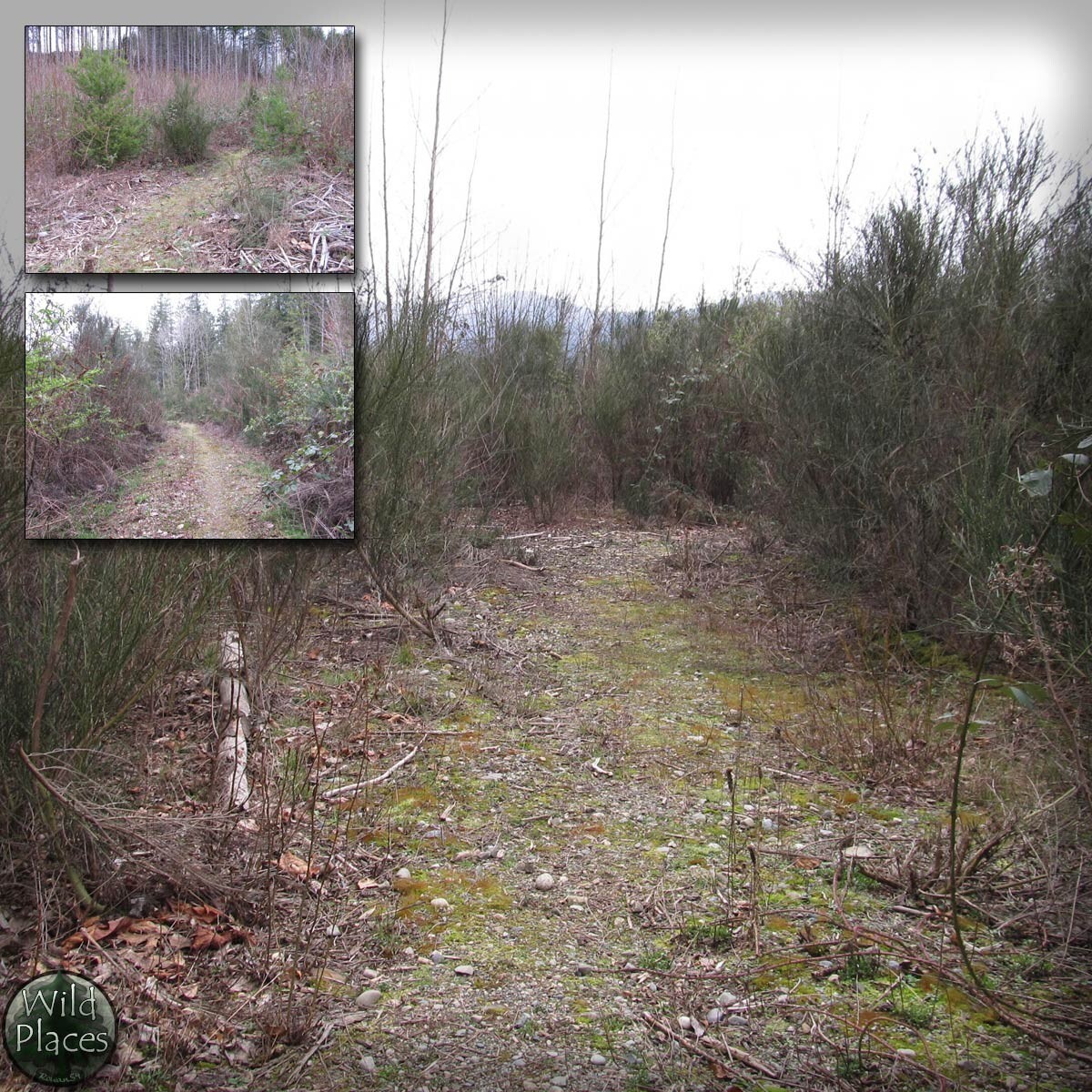 Wild Trail Backgrounds by N/A