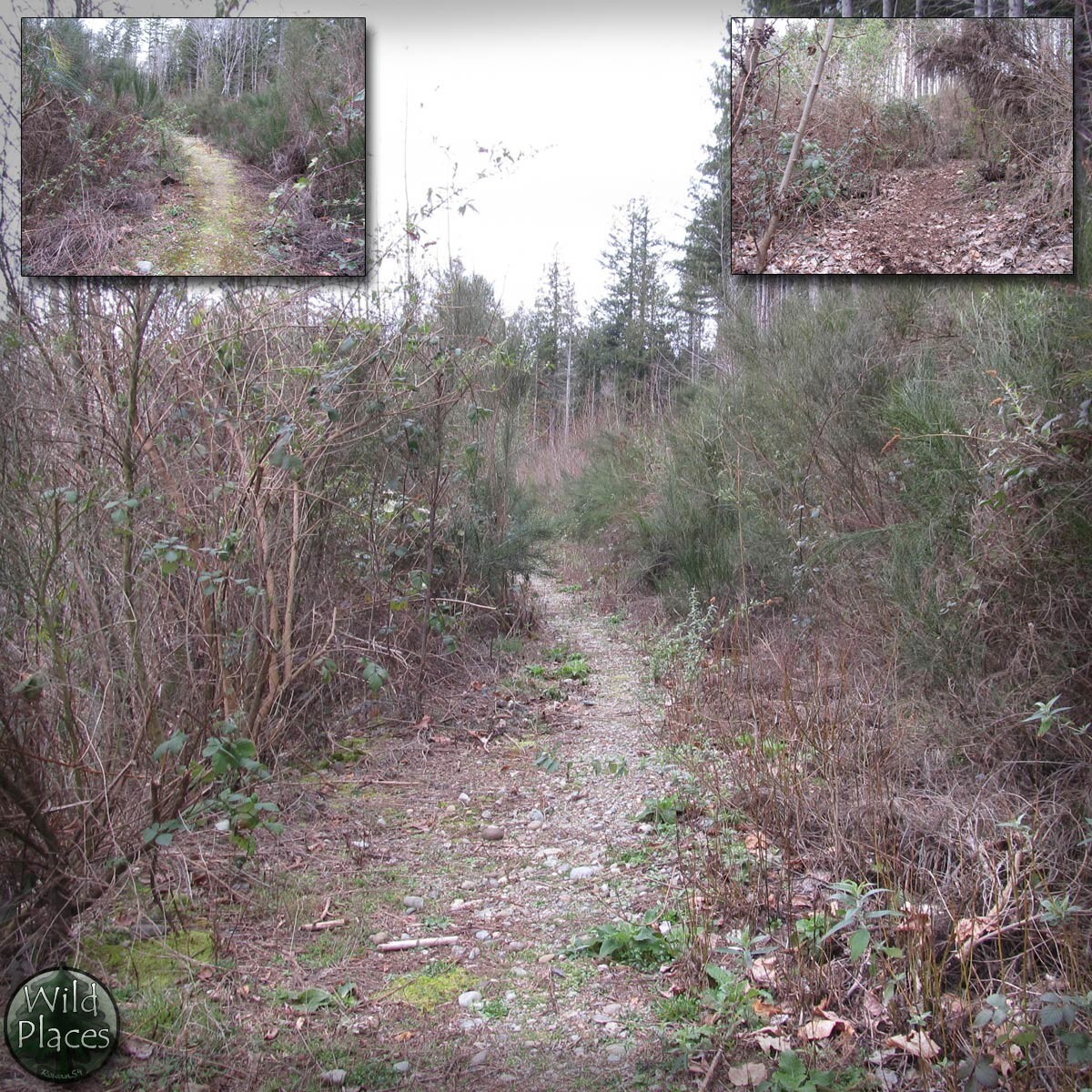 Wild Trail Backgrounds by N/A