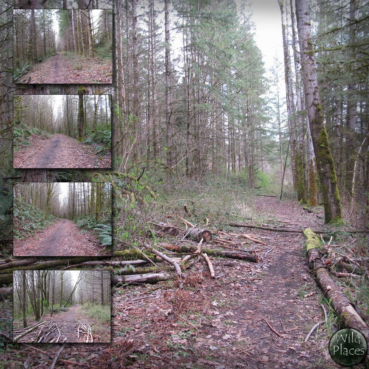Wild Trail Backgrounds by N/A
