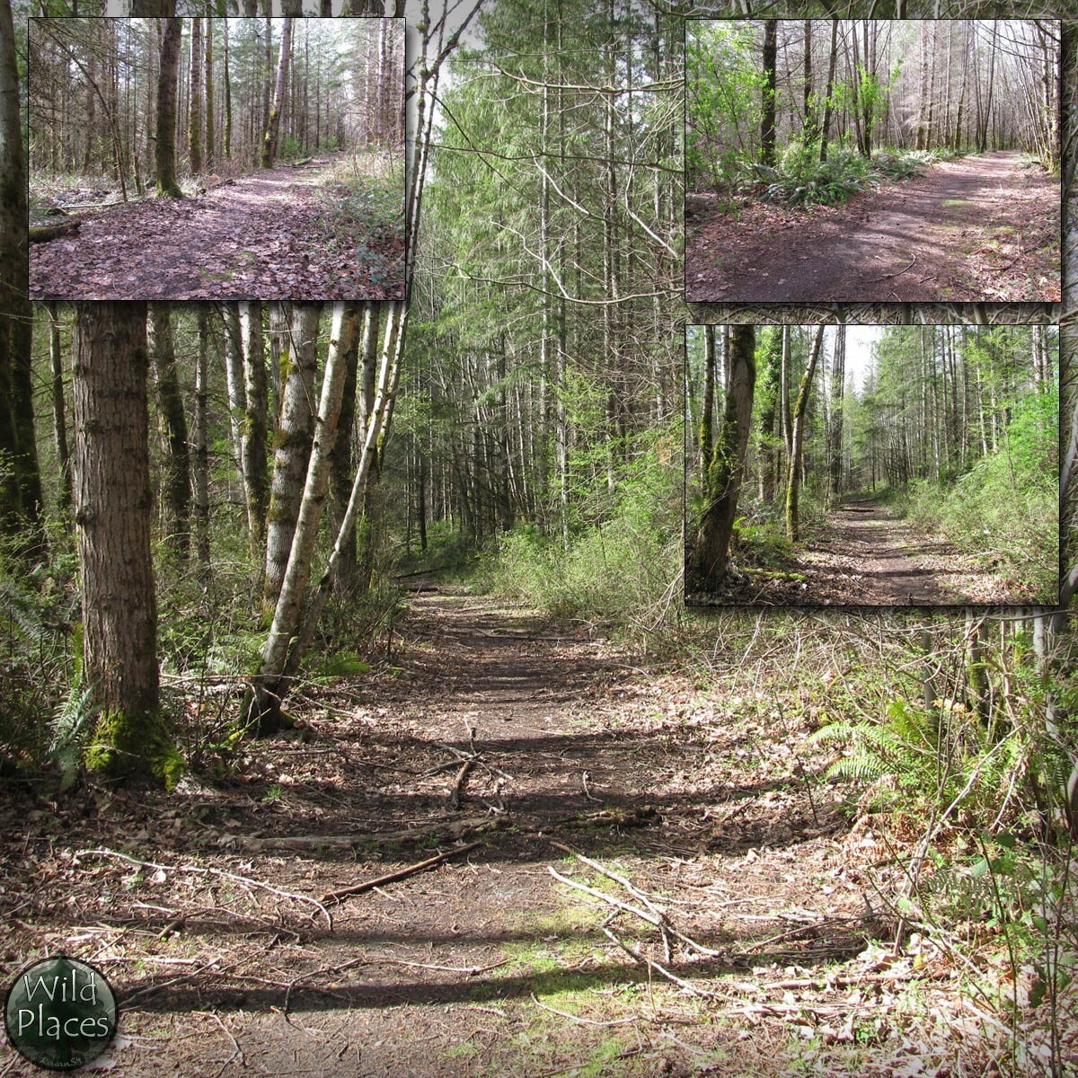 Wild Trail Backgrounds by N/A