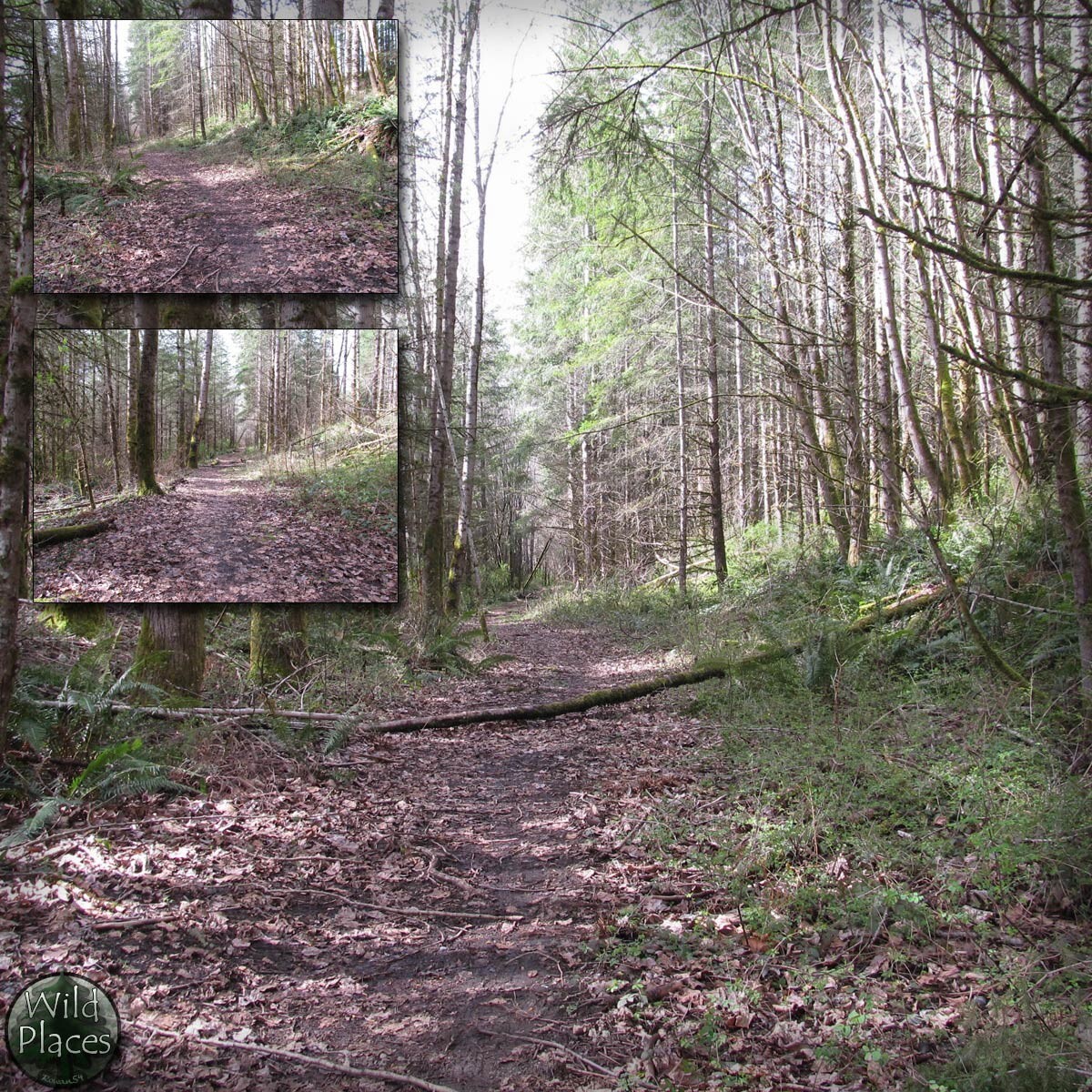 Wild Trail Backgrounds by N/A