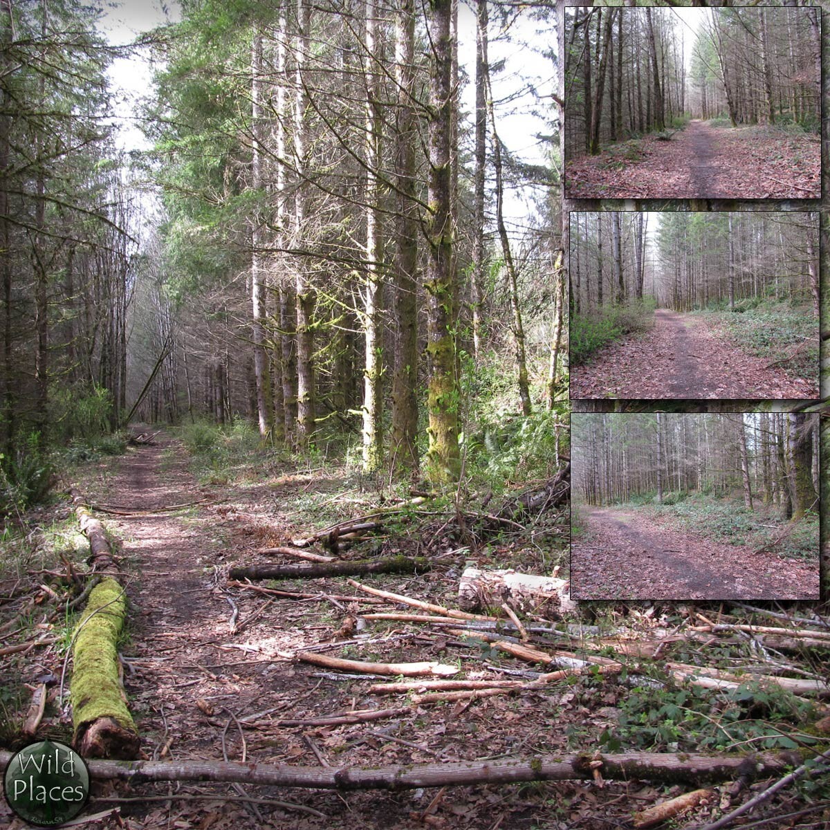 Wild Trail Backgrounds by N/A