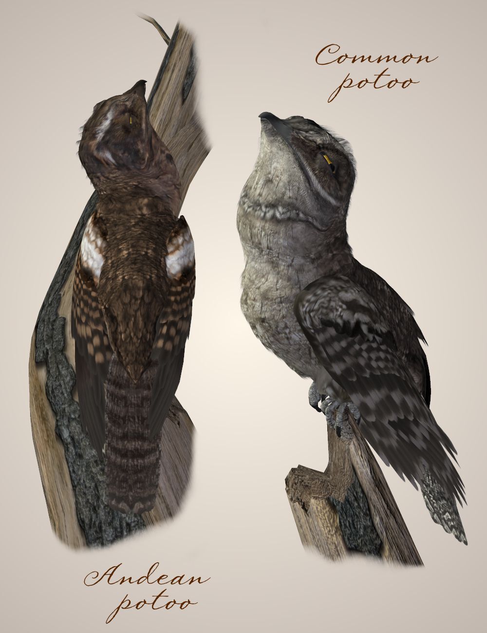 Songbird Remix Potoos by N/A