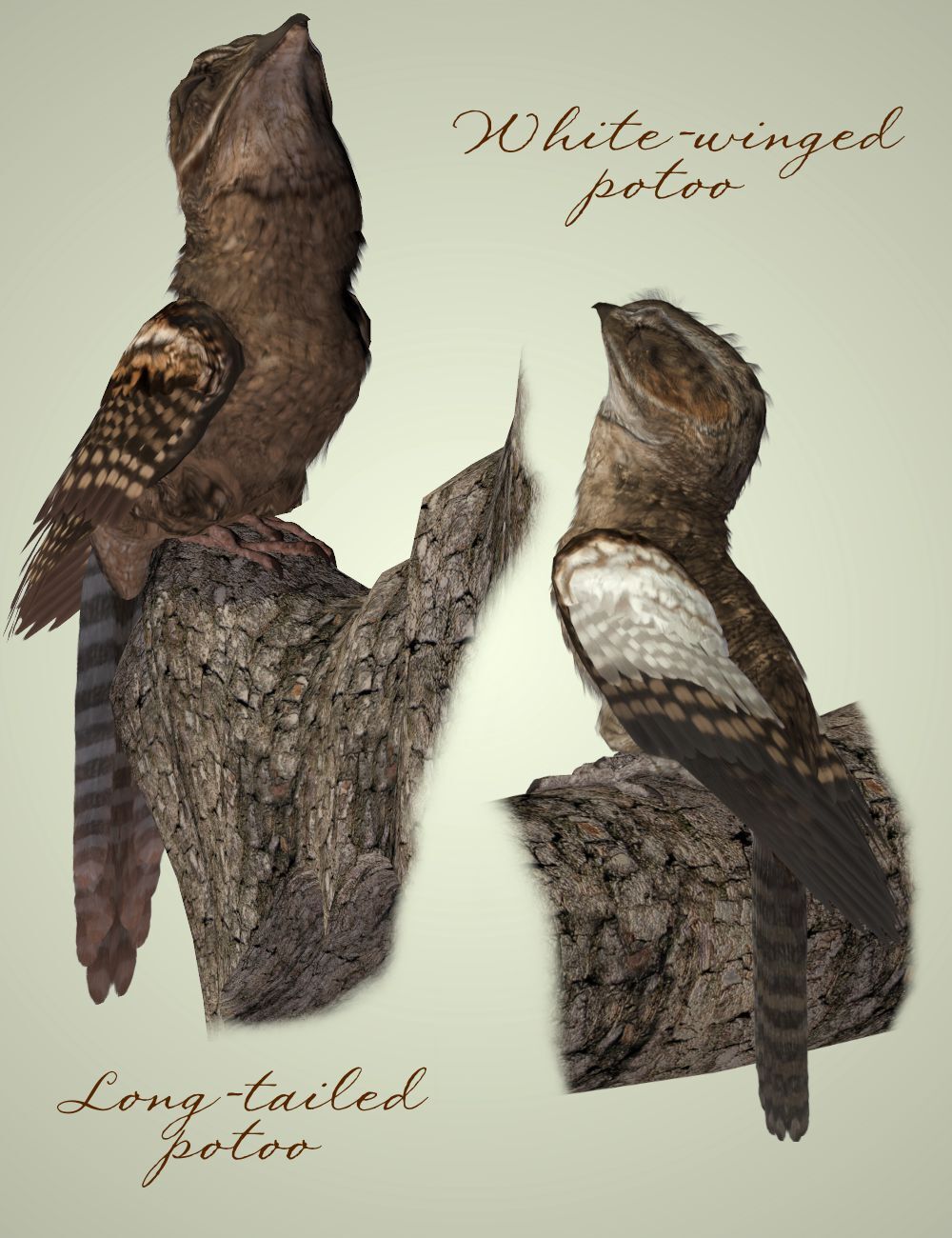 Songbird Remix Potoos by N/A