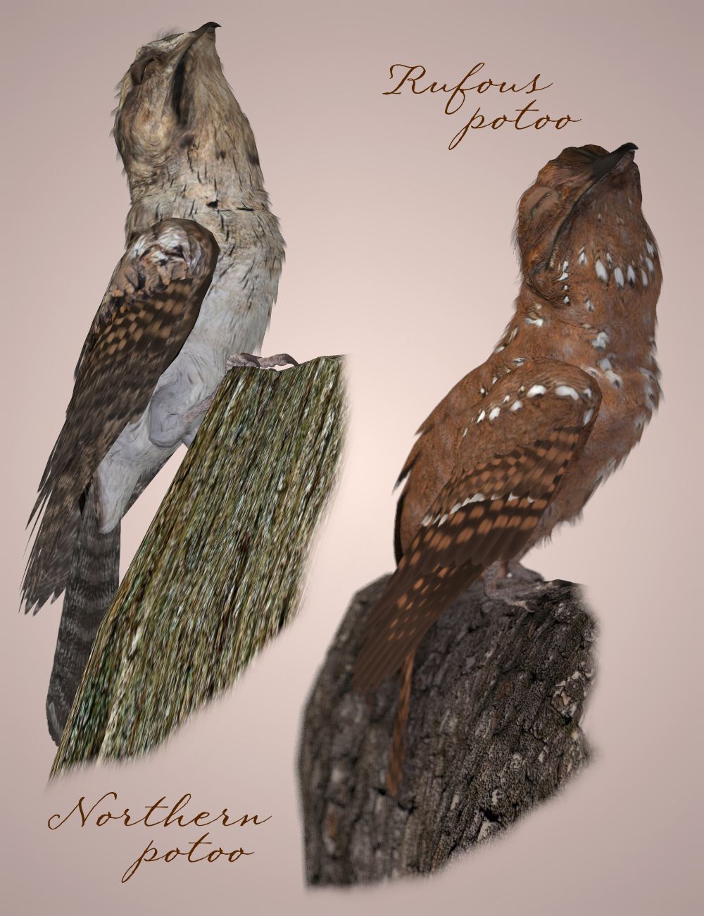 Songbird Remix Potoos by N/A