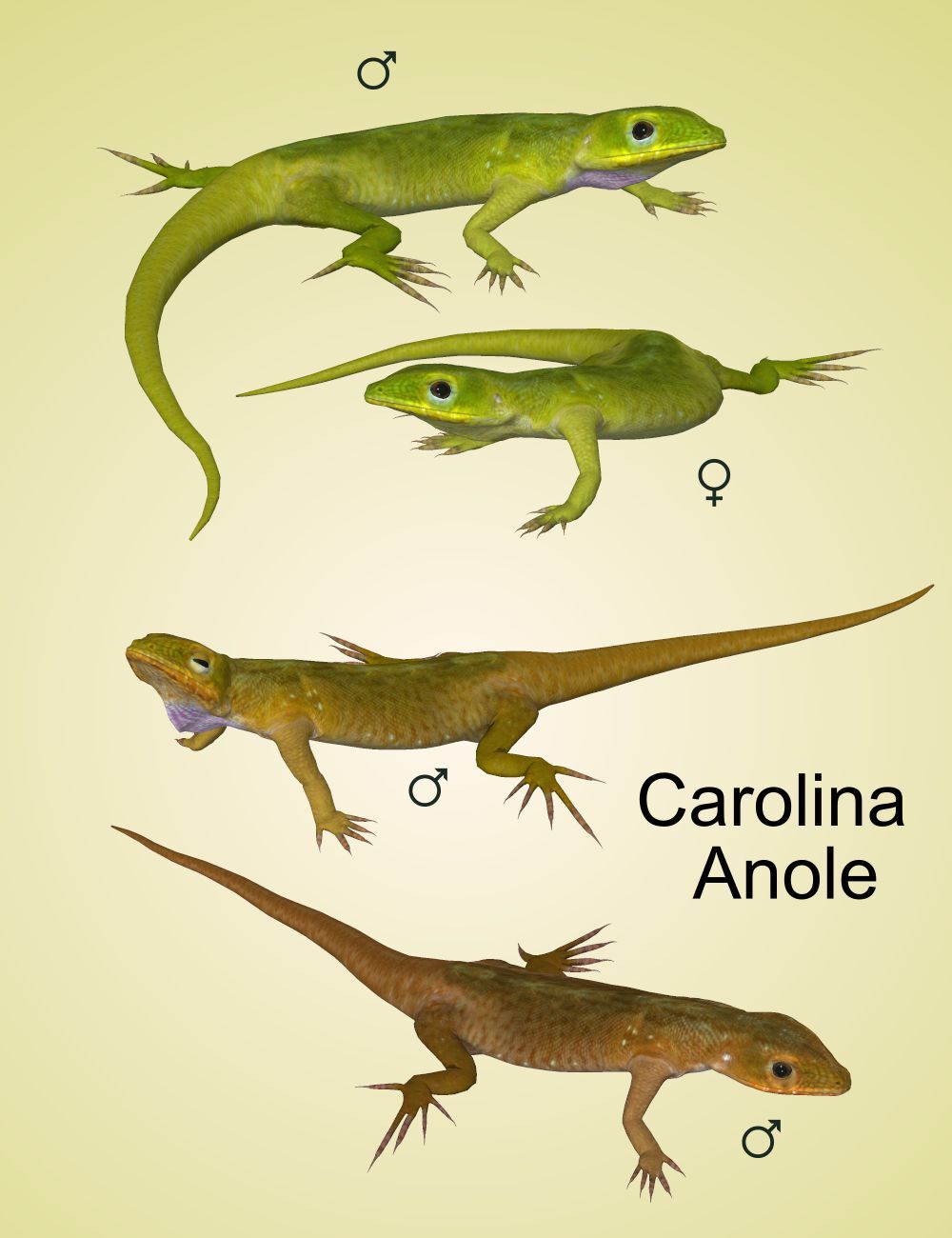 Nature's Wonders Lizards of the World Vol. 4 by N/A
