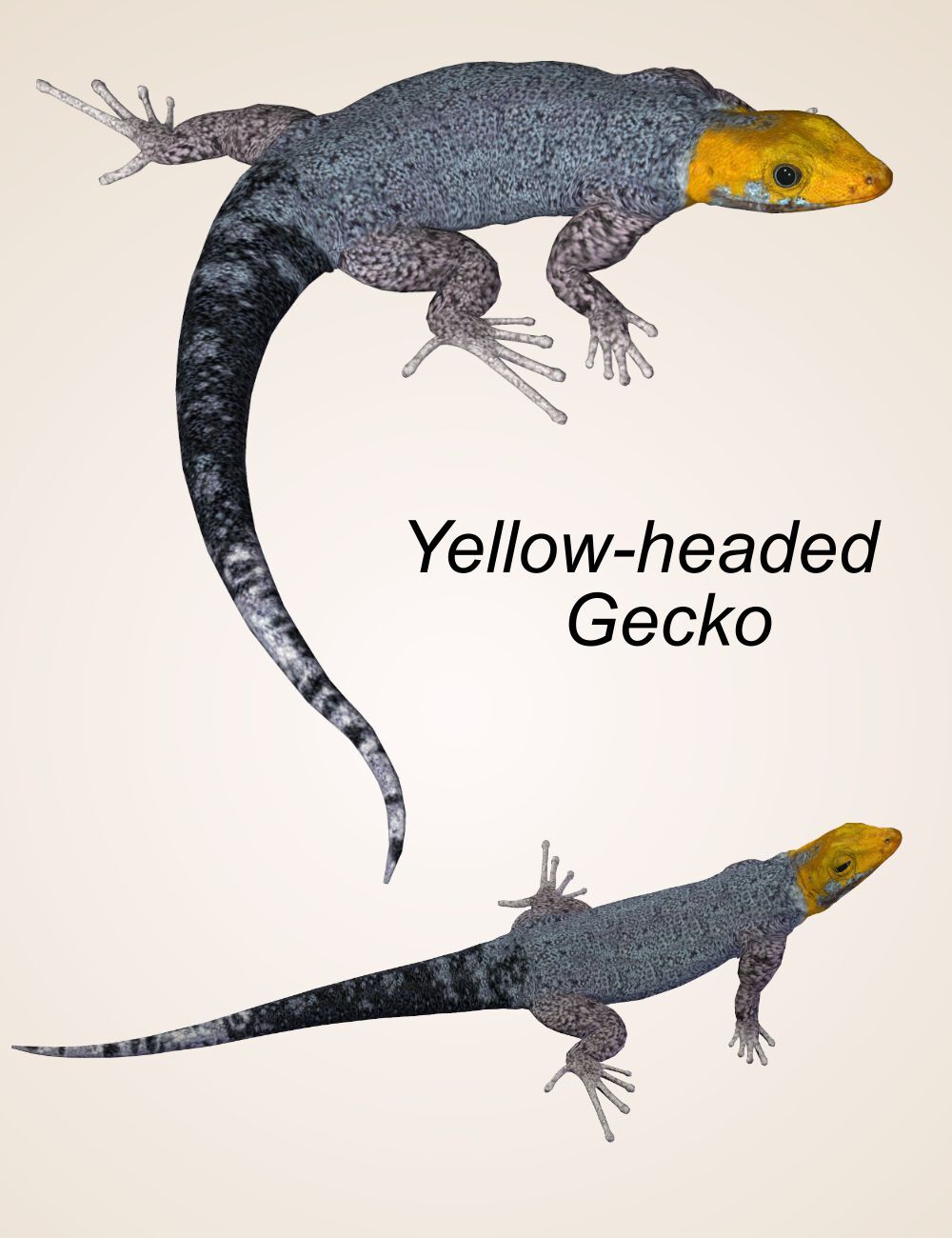 Nature's Wonders Lizards of the World Vol. 4 by N/A
