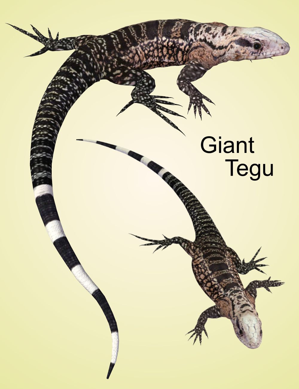 Nature's Wonders Lizards of the World Vol. 4 by N/A