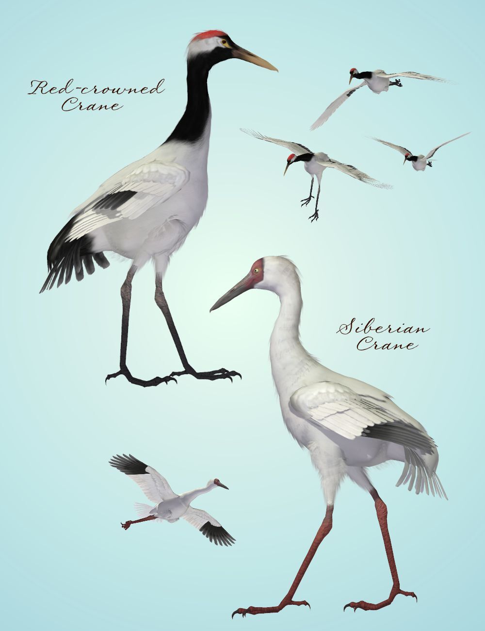 Songbird Remix Shorebirds Vol 4 - More Wading Birds by N/A