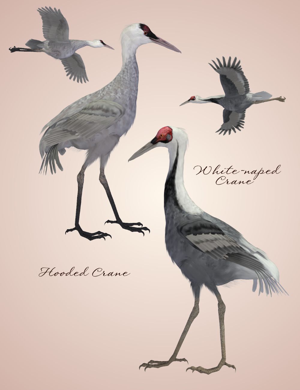 Songbird Remix Shorebirds Vol 4 - More Wading Birds by N/A