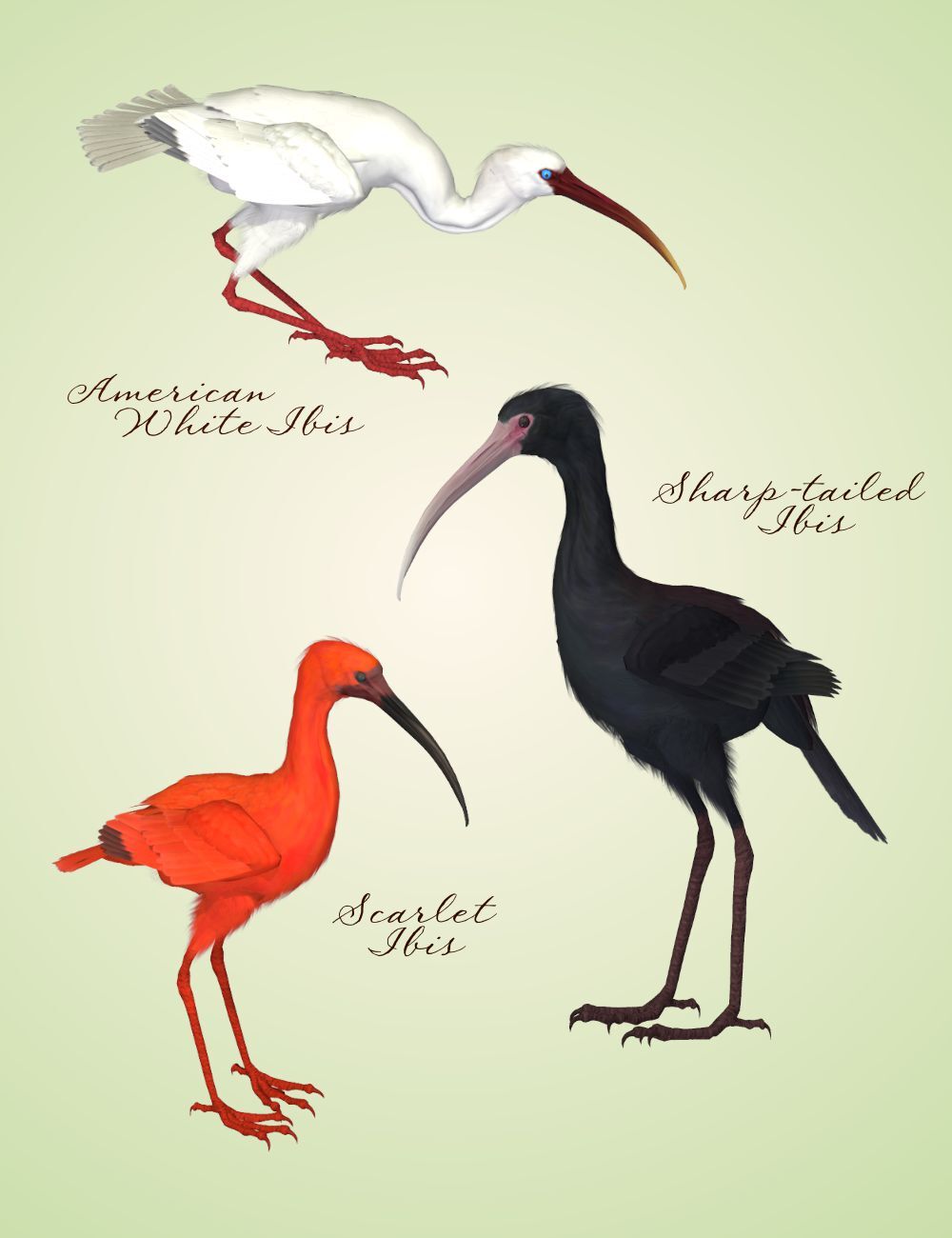 Songbird Remix Shorebirds Vol 4 - More Wading Birds by N/A