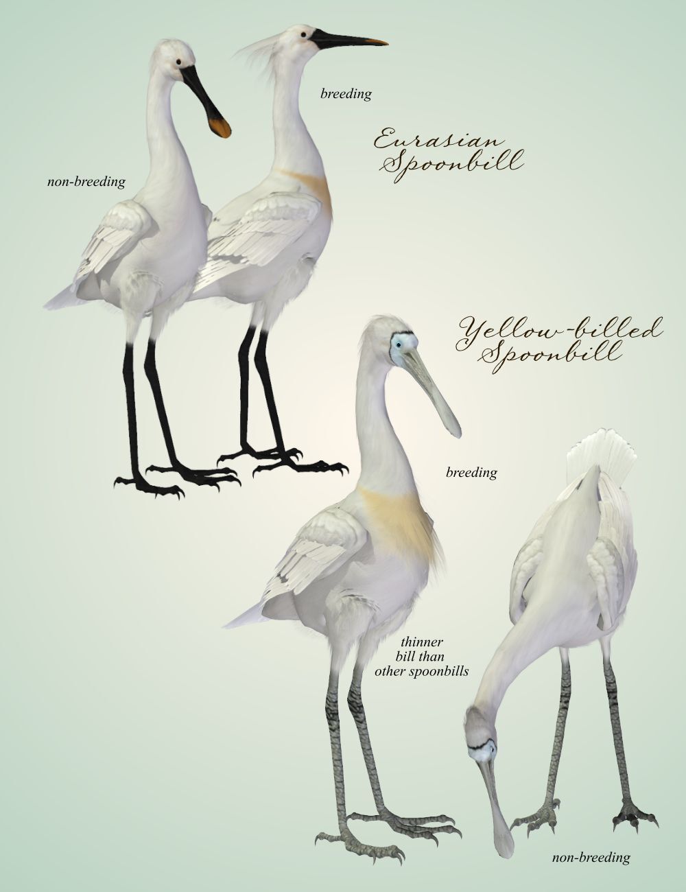 Songbird Remix Shorebirds Vol 4 - More Wading Birds by N/A