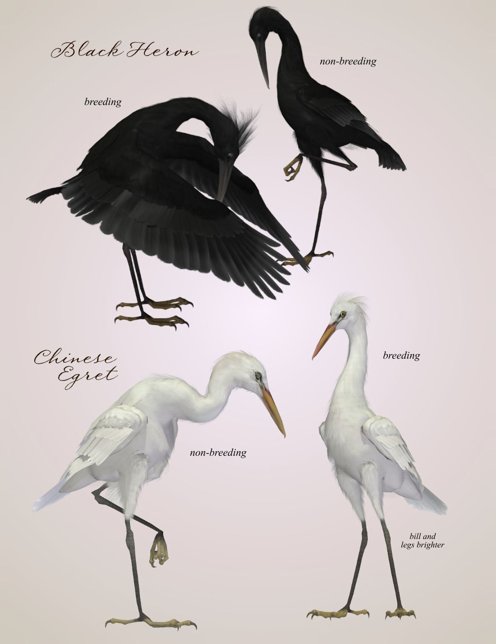 Songbird Remix Shorebirds Vol 4 - More Wading Birds by N/A