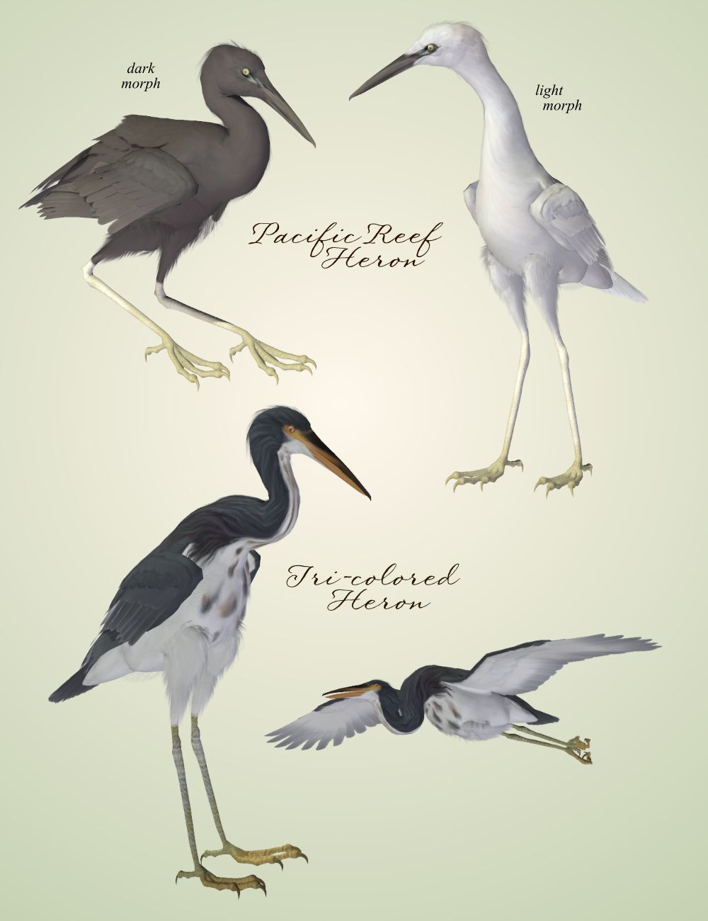 Songbird Remix Shorebirds Vol 4 - More Wading Birds by N/A
