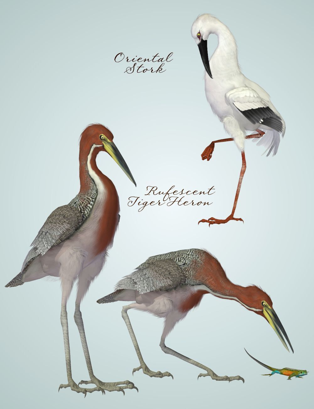 Songbird Remix Shorebirds Vol 4 - More Wading Birds by N/A