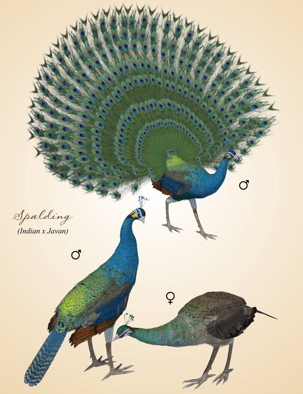 Songbird ReMix Peafowl Variants by N/A