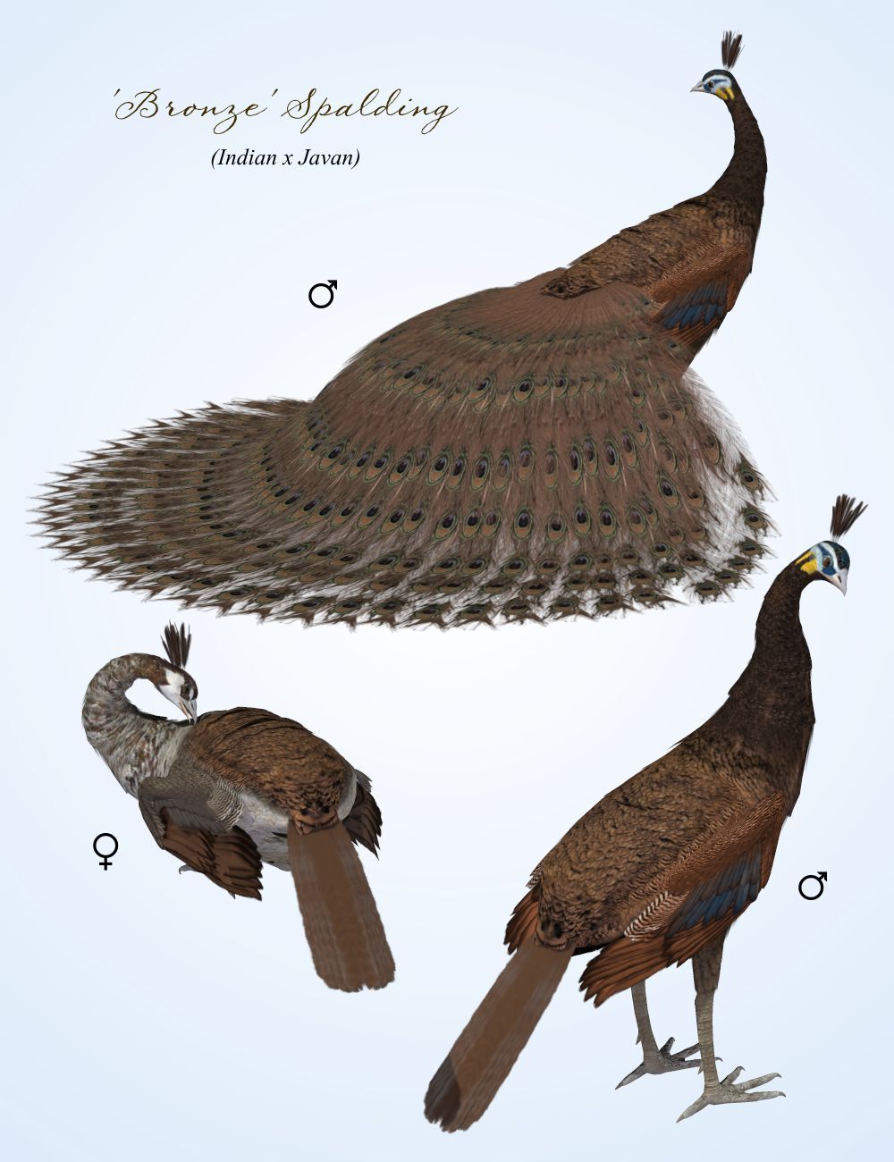 Songbird ReMix Peafowl Variants by N/A