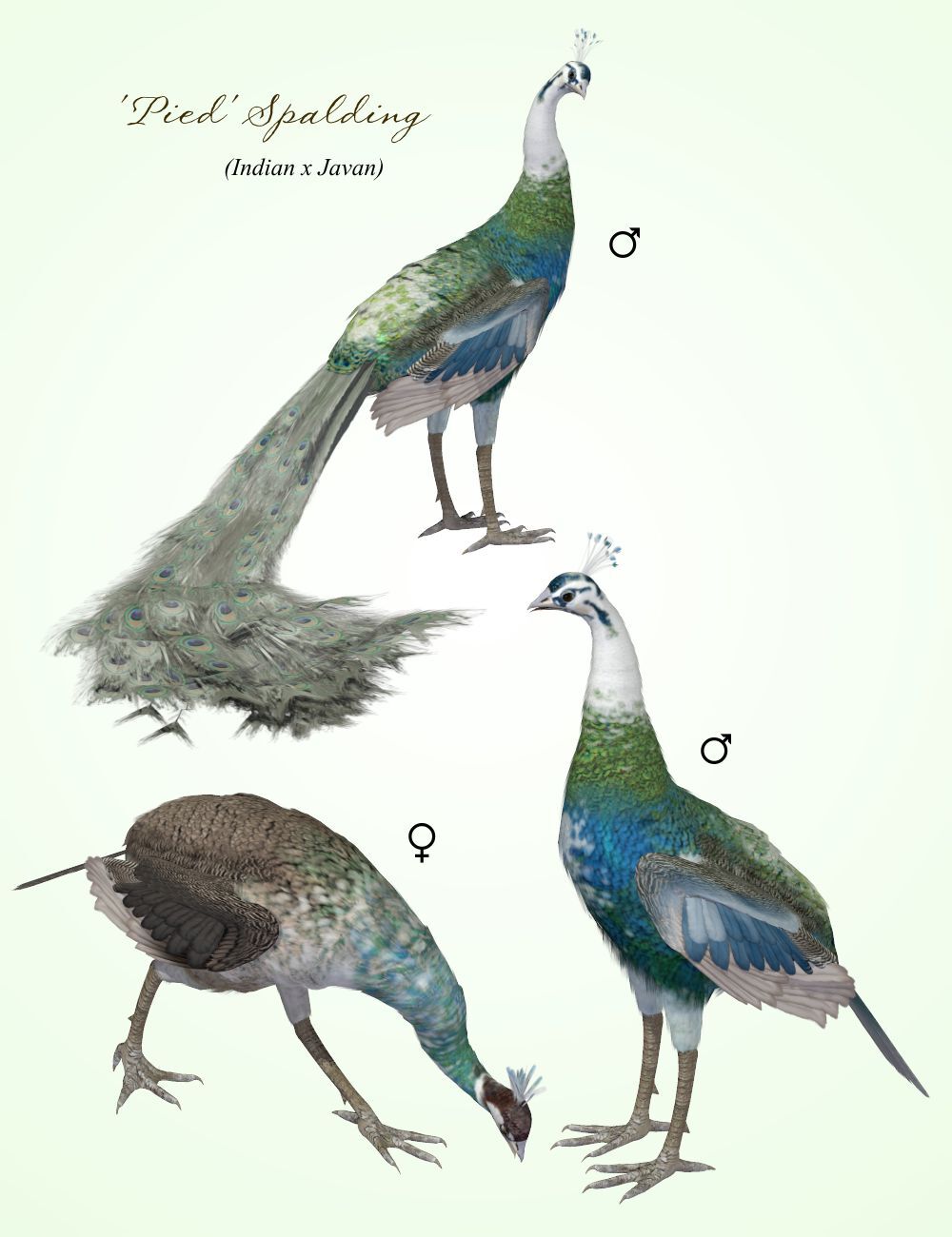 Songbird ReMix Peafowl Variants by N/A