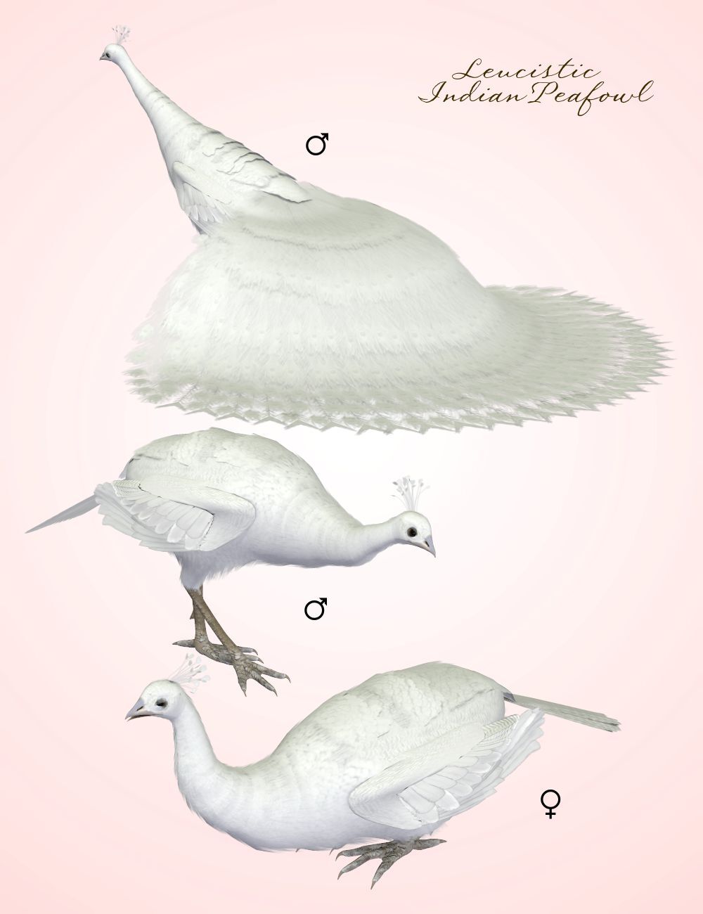 Songbird ReMix Peafowl Variants by N/A