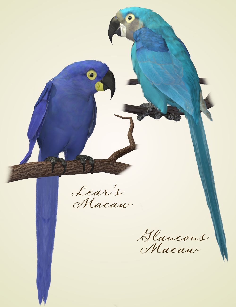 Songbird ReMix Parrots Vol 2 - Macaws of the World by N/A