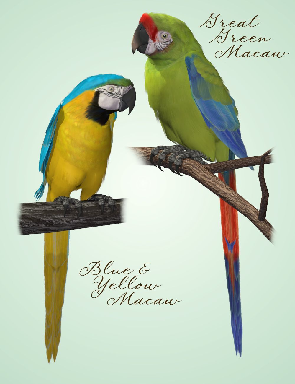 Songbird ReMix Parrots Vol 2 - Macaws of the World by N/A