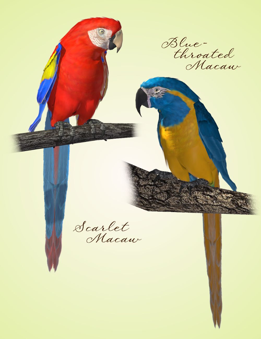Songbird ReMix Parrots Vol 2 - Macaws of the World by N/A