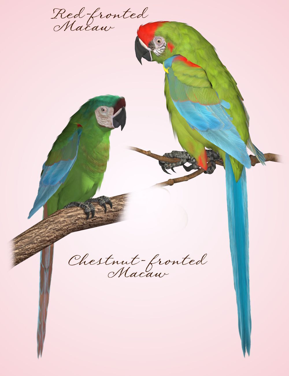Songbird ReMix Parrots Vol 2 - Macaws of the World by N/A