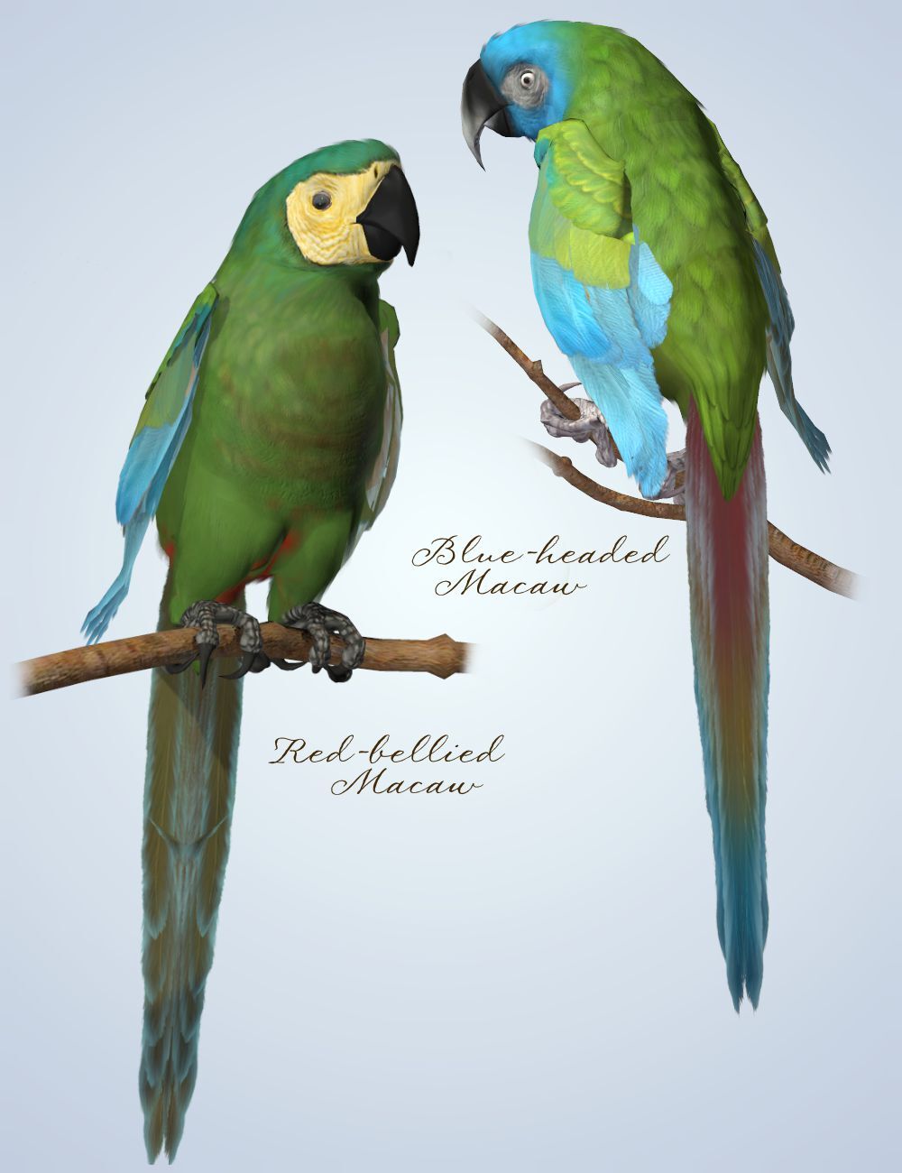 Songbird ReMix Parrots Vol 2 - Macaws of the World by N/A