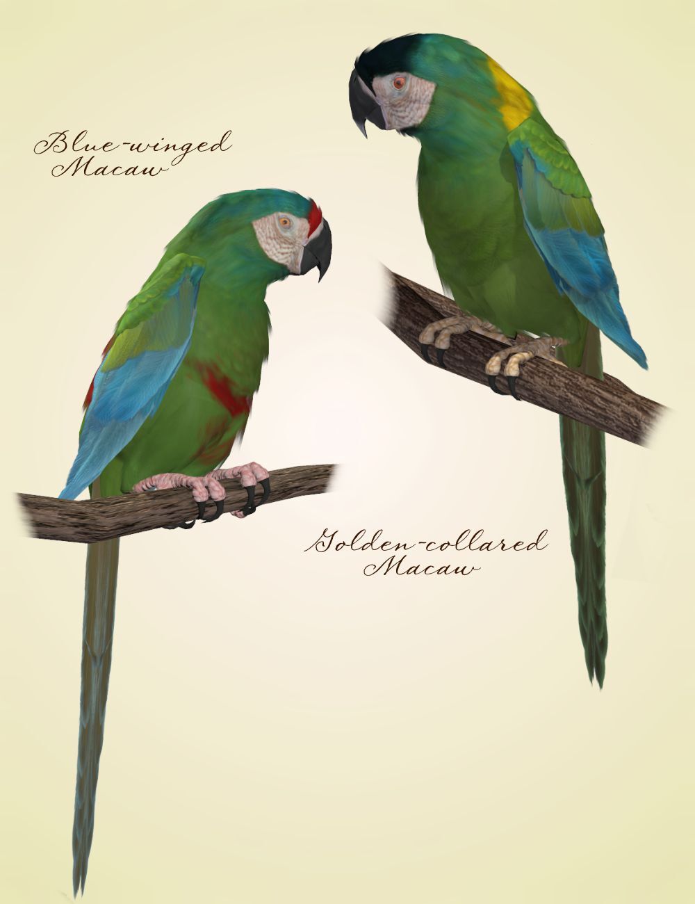 Songbird ReMix Parrots Vol 2 - Macaws of the World by N/A