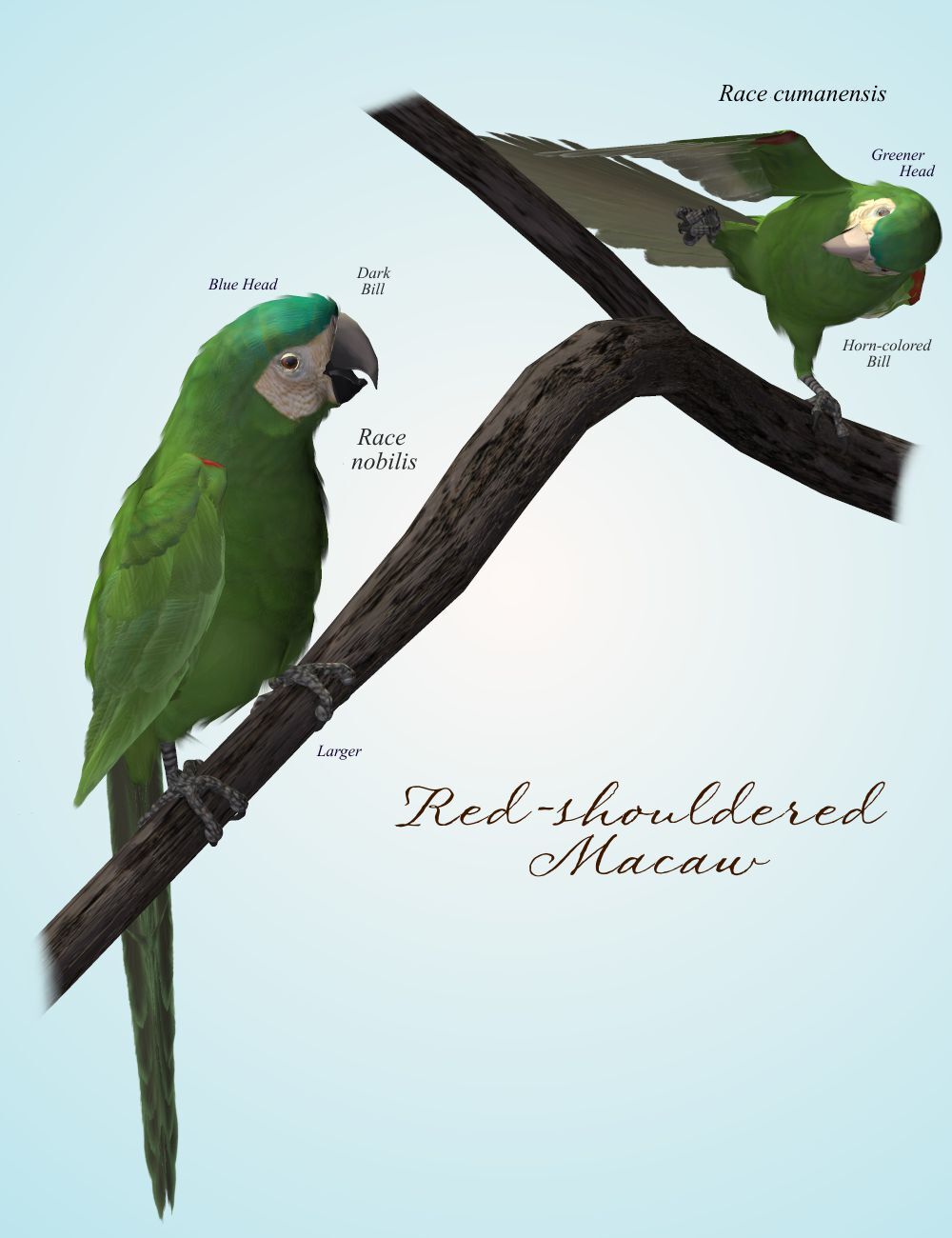 Songbird ReMix Parrots Vol 2 - Macaws of the World by N/A
