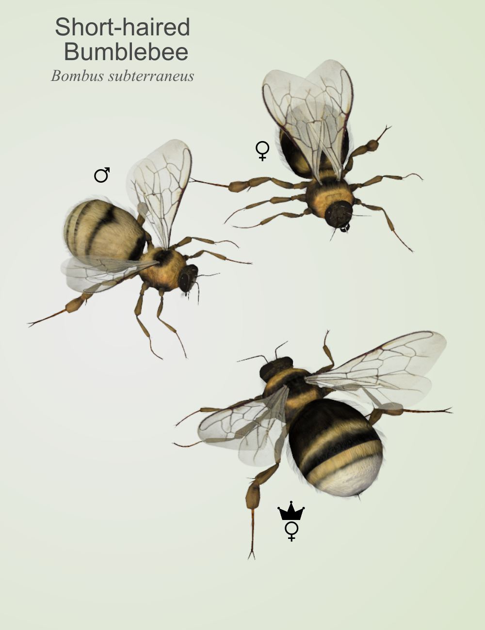 Nature's Wonders Bees of the World Vol. 1 by N/A