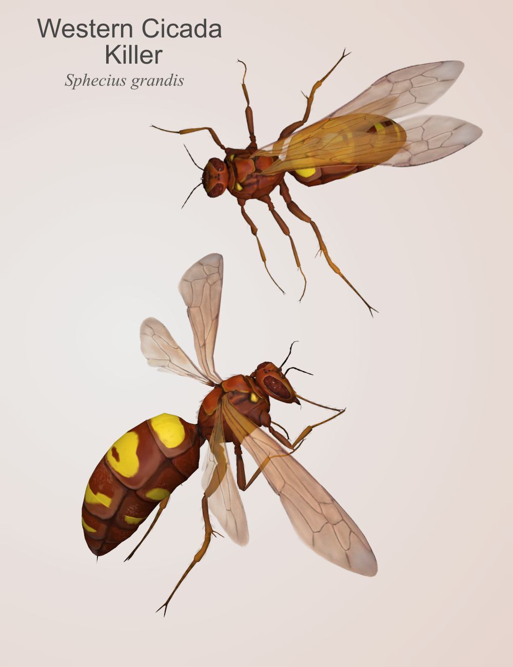 Nature's Wonders Bees of the World Vol. 1 by N/A
