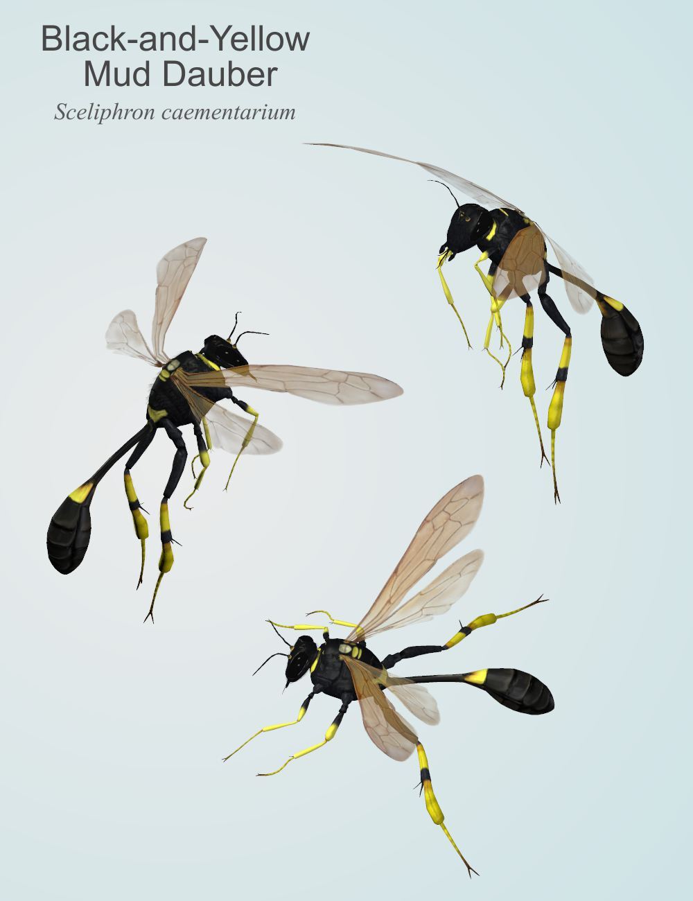 Nature's Wonders Bees of the World Vol. 1 by N/A