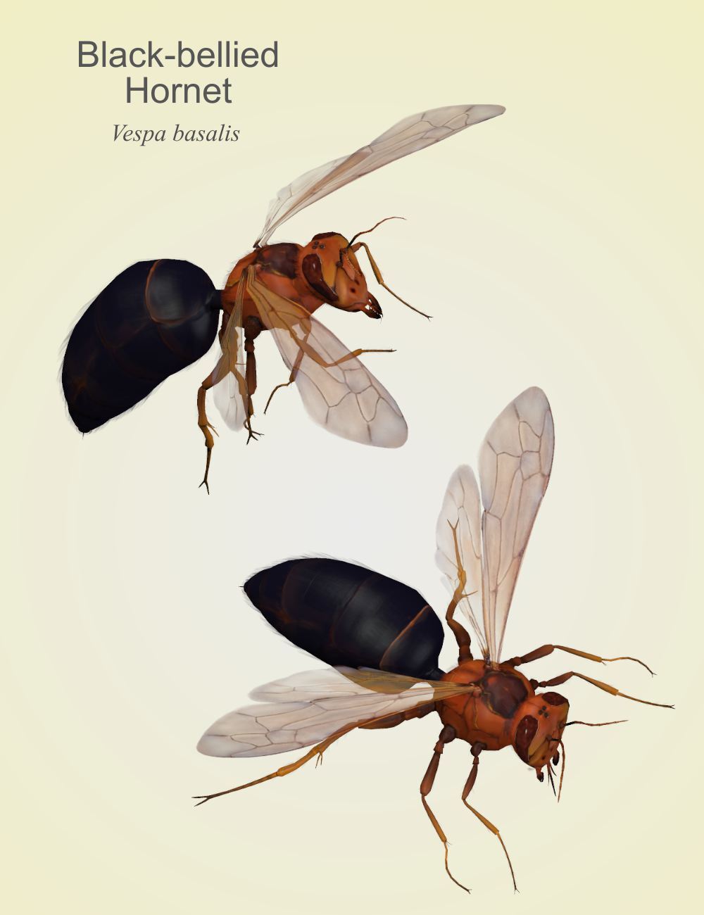 Nature's Wonders Bees of the World Vol. 1 by N/A