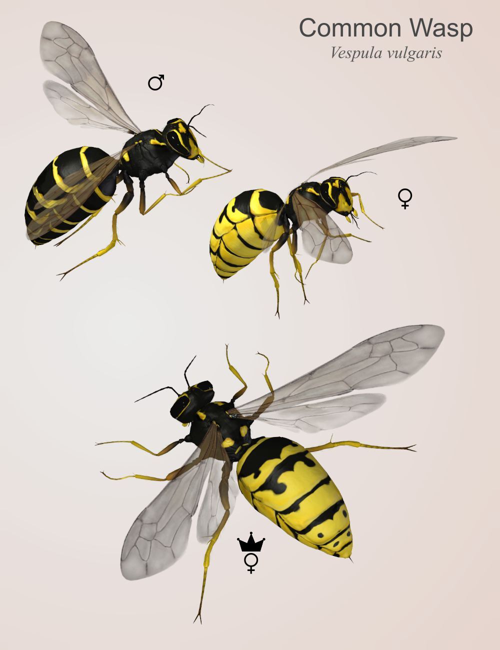 Nature's Wonders Bees of the World Vol. 1 by N/A