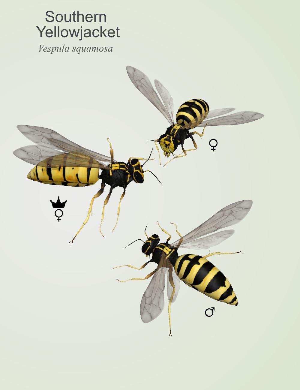 Nature's Wonders Bees of the World Vol. 1 by N/A